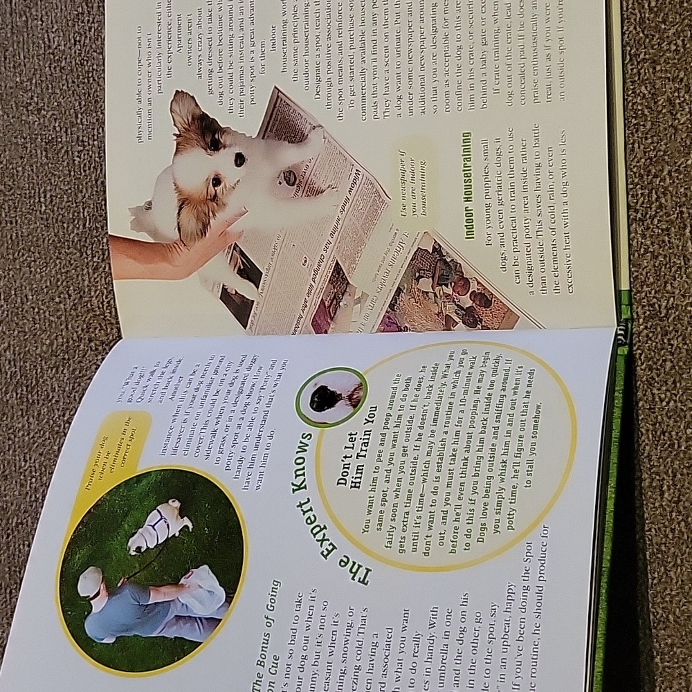 Training Your Dog - Picture 3 of 3